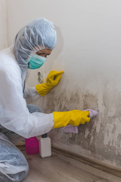 Dehumidification Services in Colby, WI