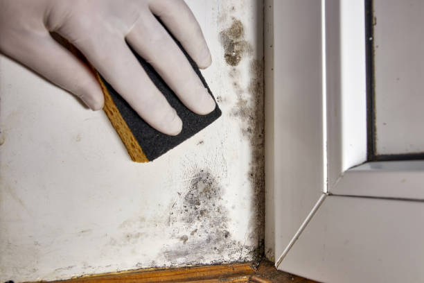 Best Black Mold Removal  in Colby, WI